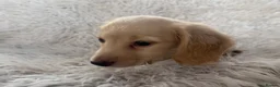 Miniature Dachshund dogs for sale: KC Longhaired Cream Miniature Dachshund Puppies - Advert 12