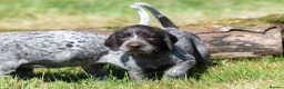 German Wirehaired Pointer dogs for sale: 1ST VACC GIVEN, HEALTH CHECKED KC REG GWP PUPS  - Advert 4
