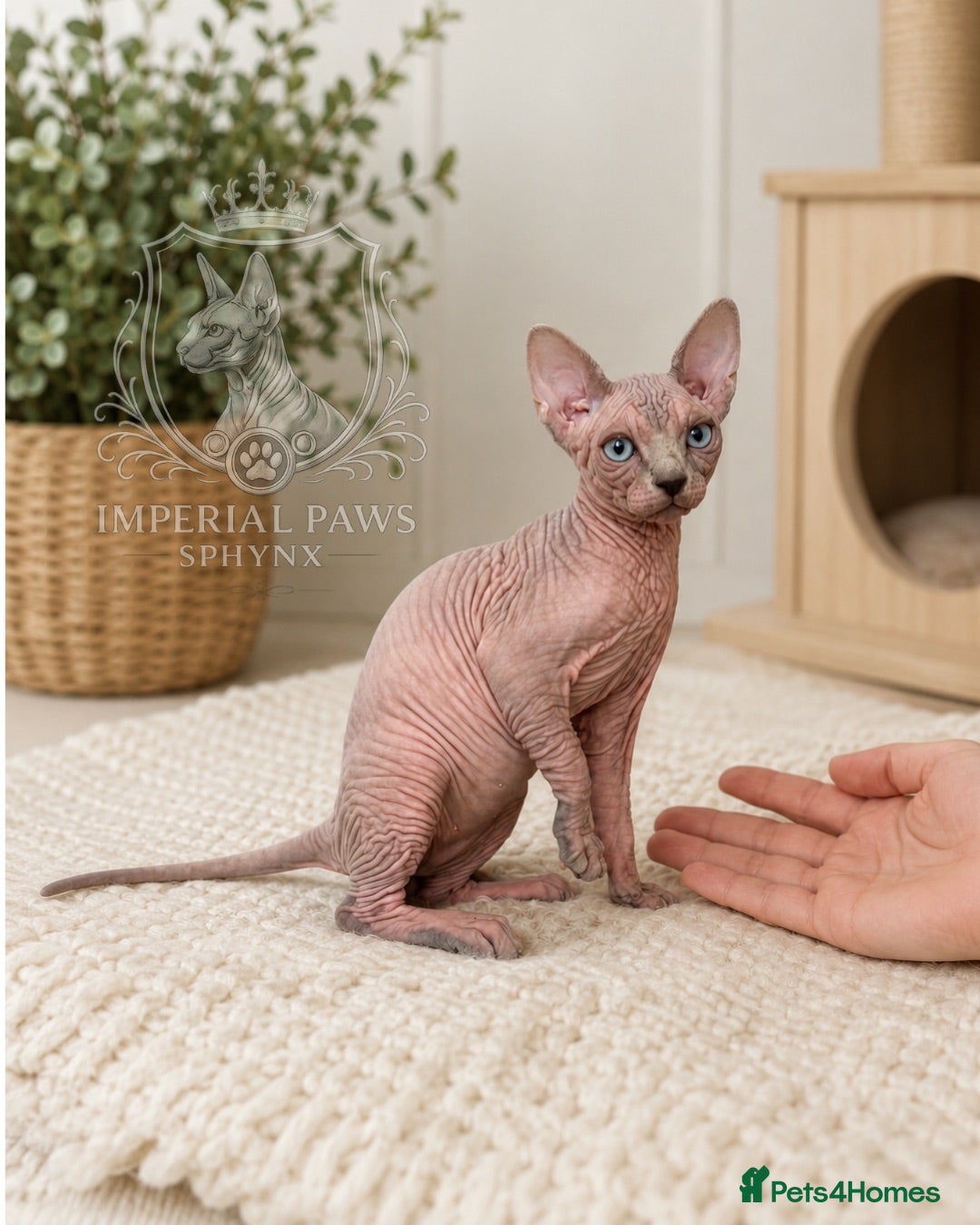 Sphynx cats     ✨ TICA Registered Sphynx Kittens - Advert 11