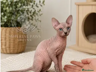 Sphynx cats ✨ TICA Registered Sphynx Kittens - Advert 11