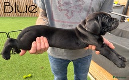 Cane Corso dogs for sale: Cane corso x pups - Image 13