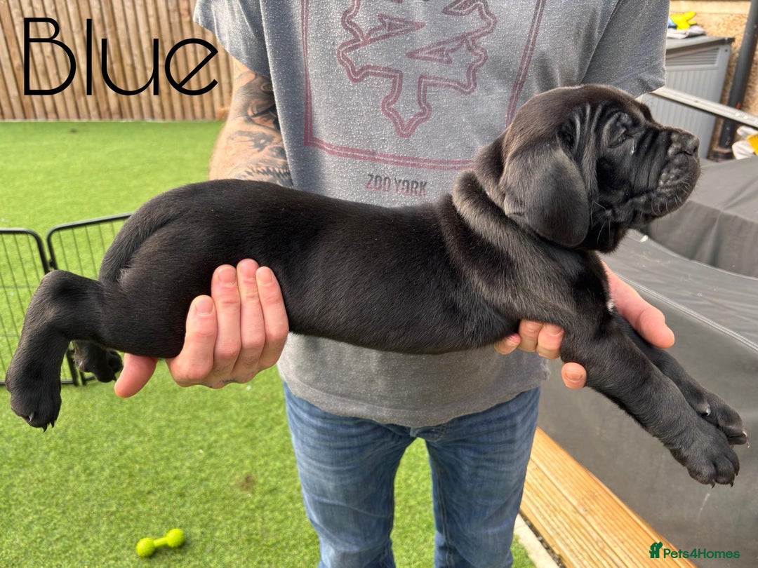 Cane Corso dogs for sale: Cane corso x pups - Image 13