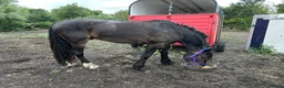 Irish Draught horses for sale: Rolo Irish draught x cob 4yr old gelding in Tilbury - Advert 2