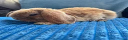 Mini Lop rabbits for sale: 🦋Pure Breed Mini plush lop 🦋 in Halstead - Advert 23