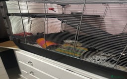 Rat rodents for sale: 3 male rats  - Image 2