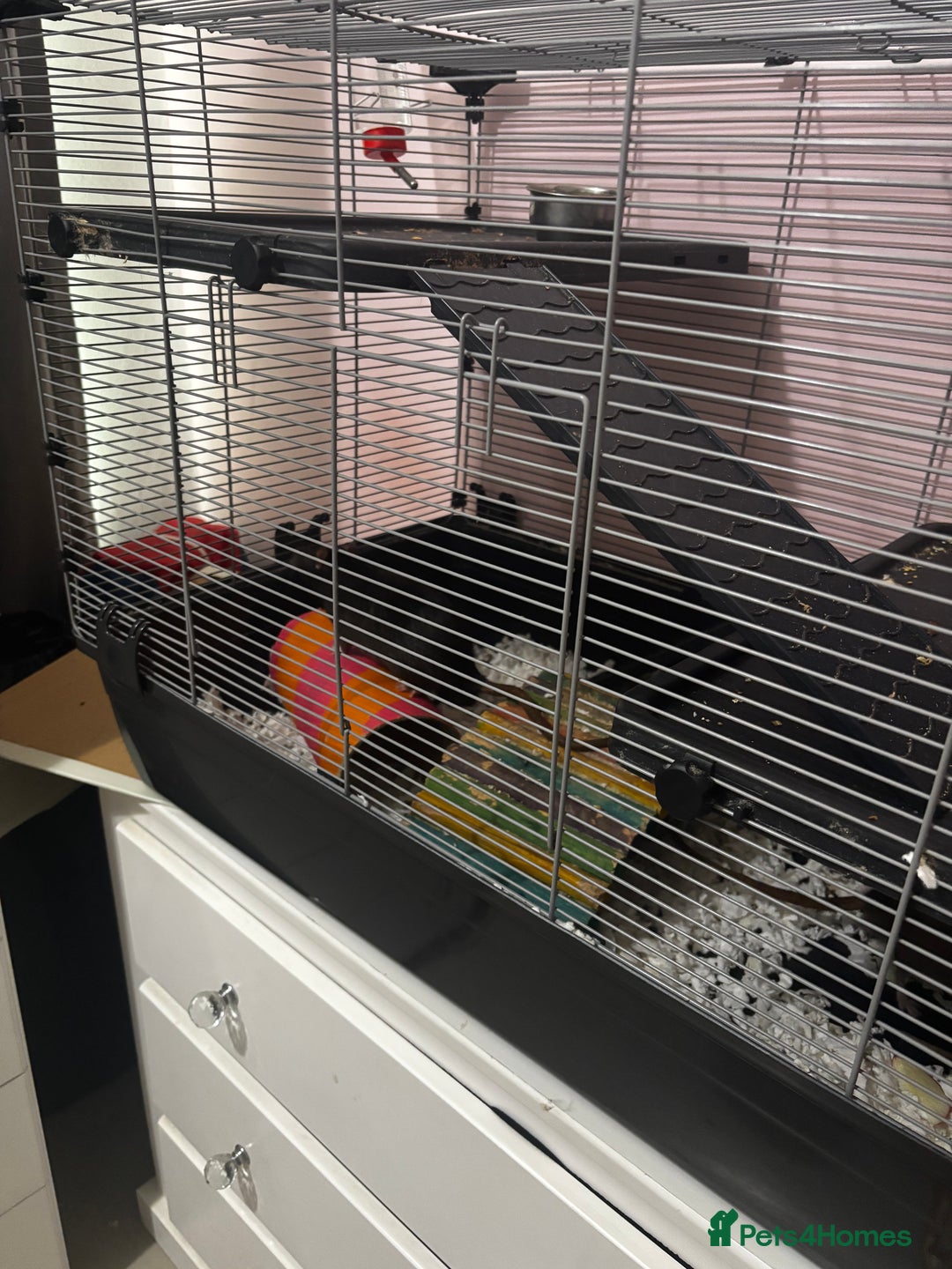 Rat rodents for sale: 3 male rats  - Image 2