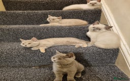 British Shorthair cats for sale: 💜GCCF Kittens Ready for Their Forever Homes!💜 - Image 26