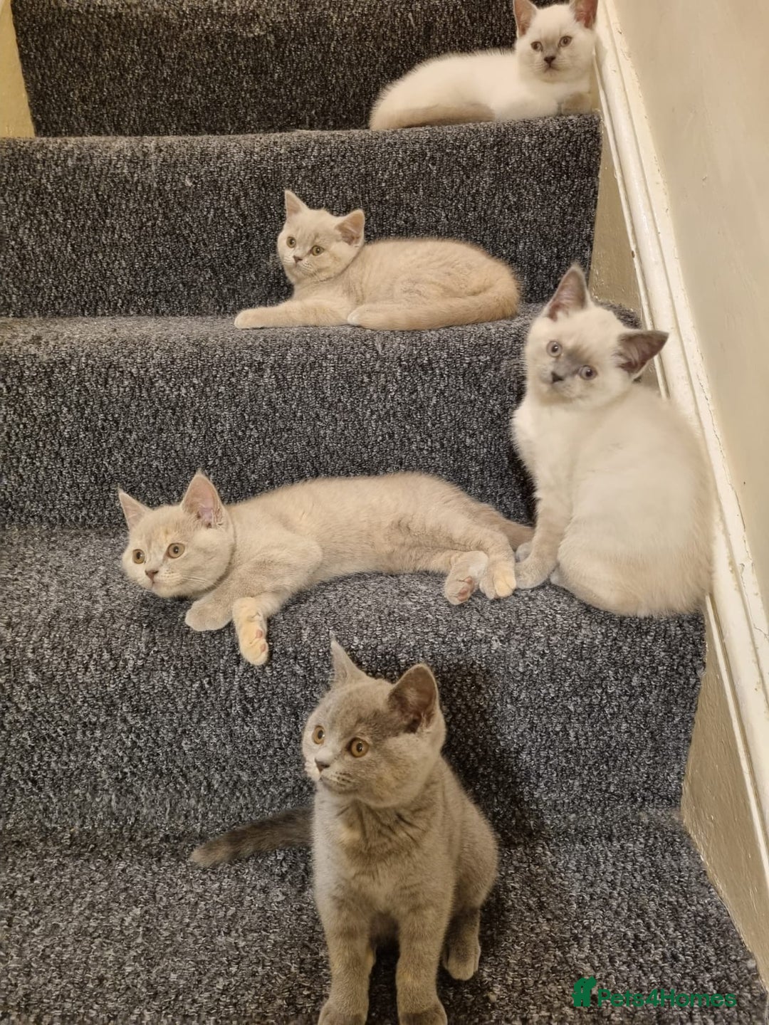 British Shorthair cats for sale: 💜GCCF Kittens Ready for Their Forever Homes!💜 - Image 26