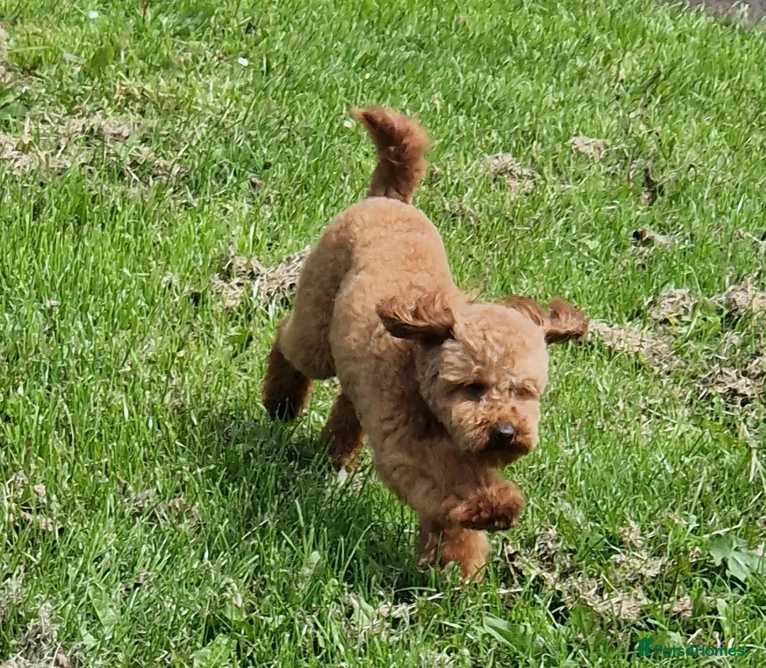 Toy Poodle dogs for stud: Toy poodle ,( stud only not for sale)  in Pontypool - Advert 7