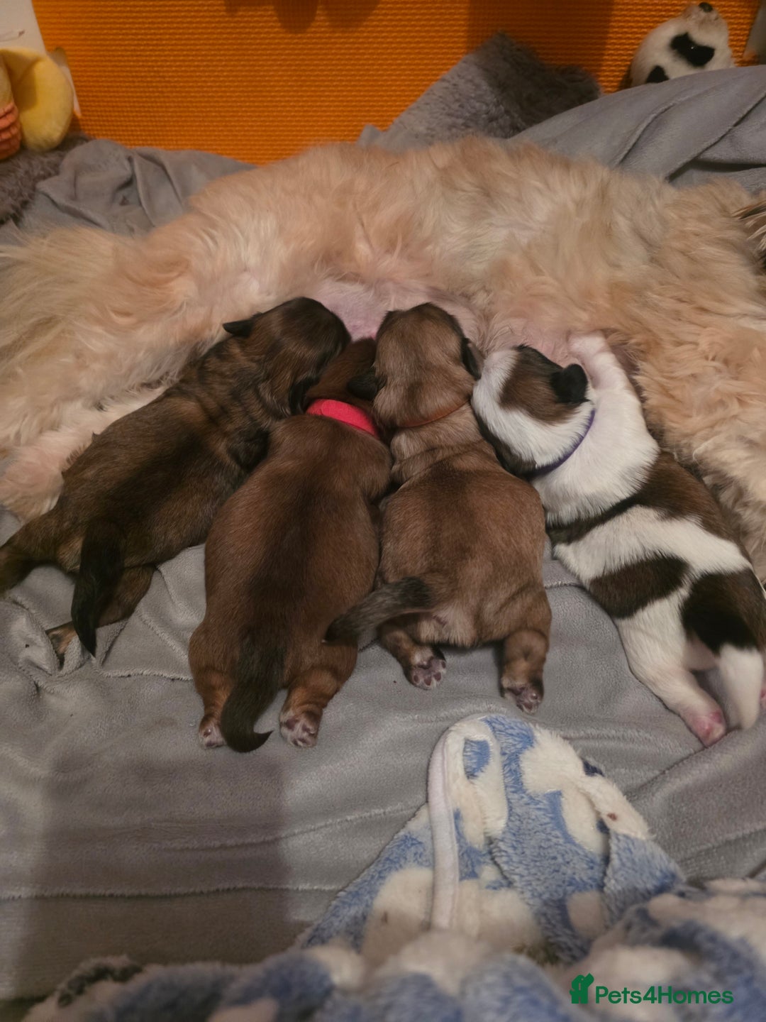 Shih Tzu dogs for sale: Shizu Tzu puppies - Advert 2