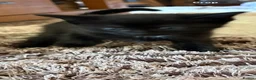 Mixed Breed cats for sale: 5 stunning kittens  in Pontypool - Advert 8