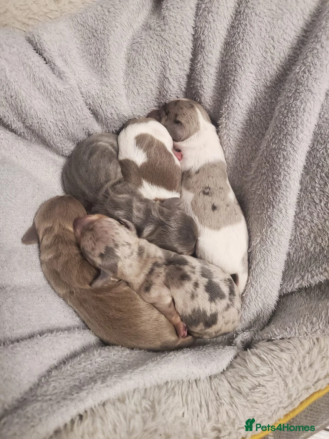 Miniature Dachshund dogs for stud: Tiny Piebald Stud with Free Ovulation Testing  in Stockton-on-Tees - Advert 9