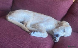 Golden Retriever dogs for sale:  Playful golden retriver 9 month - Image 2