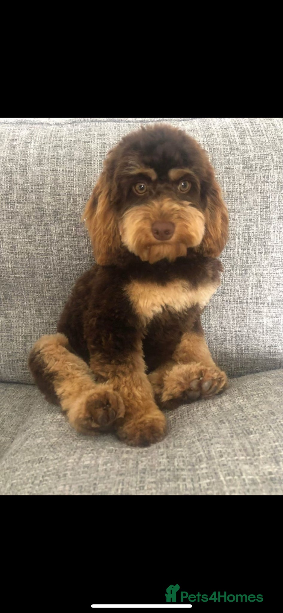 Cockapoo dogs ** only 3 Stunning Healthy F1 Cockapoos ** - Advert 2