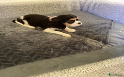 Cavalier King Charles Spaniel dogs for sale: Cavalier King Charles  - Image 4