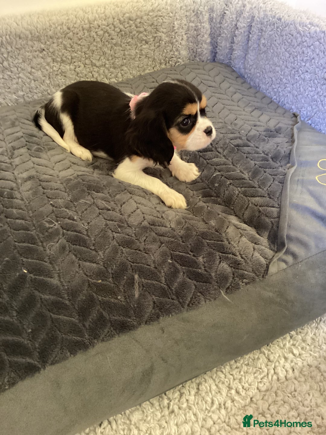 Cavalier King Charles Spaniel dogs for sale: Cavalier King Charles  - Image 4