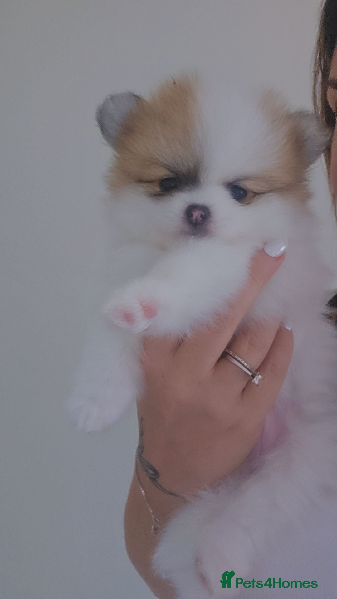 Pomeranian dogs Only 1 little boy available! 🐾  - Advert 2