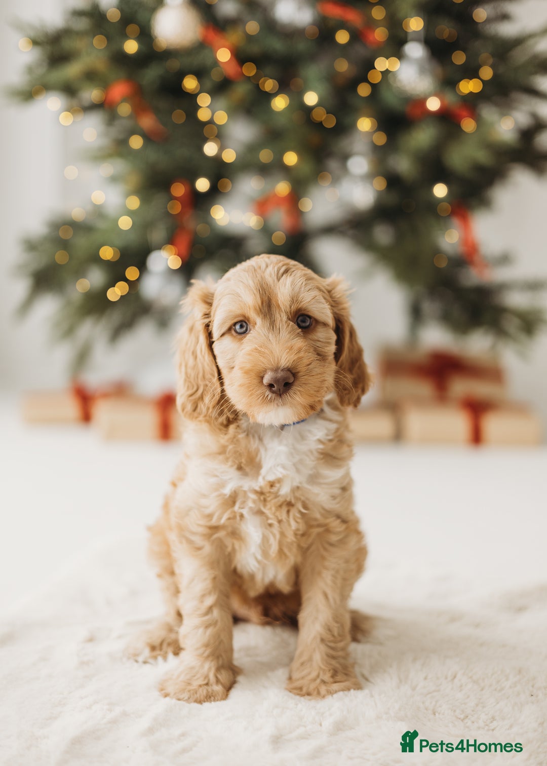 Australian Labradoodle dogs for sale: Australian Labradoodle medium  - Advert 4