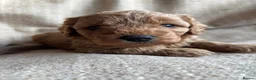 Cavapoochon dogs for sale: Beautiful Cavapoochon Puppies - Advert 15