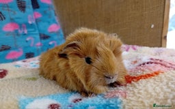 Guinea Pig rodents for sale: Baby Boars Different Breeds Available  - Image 8