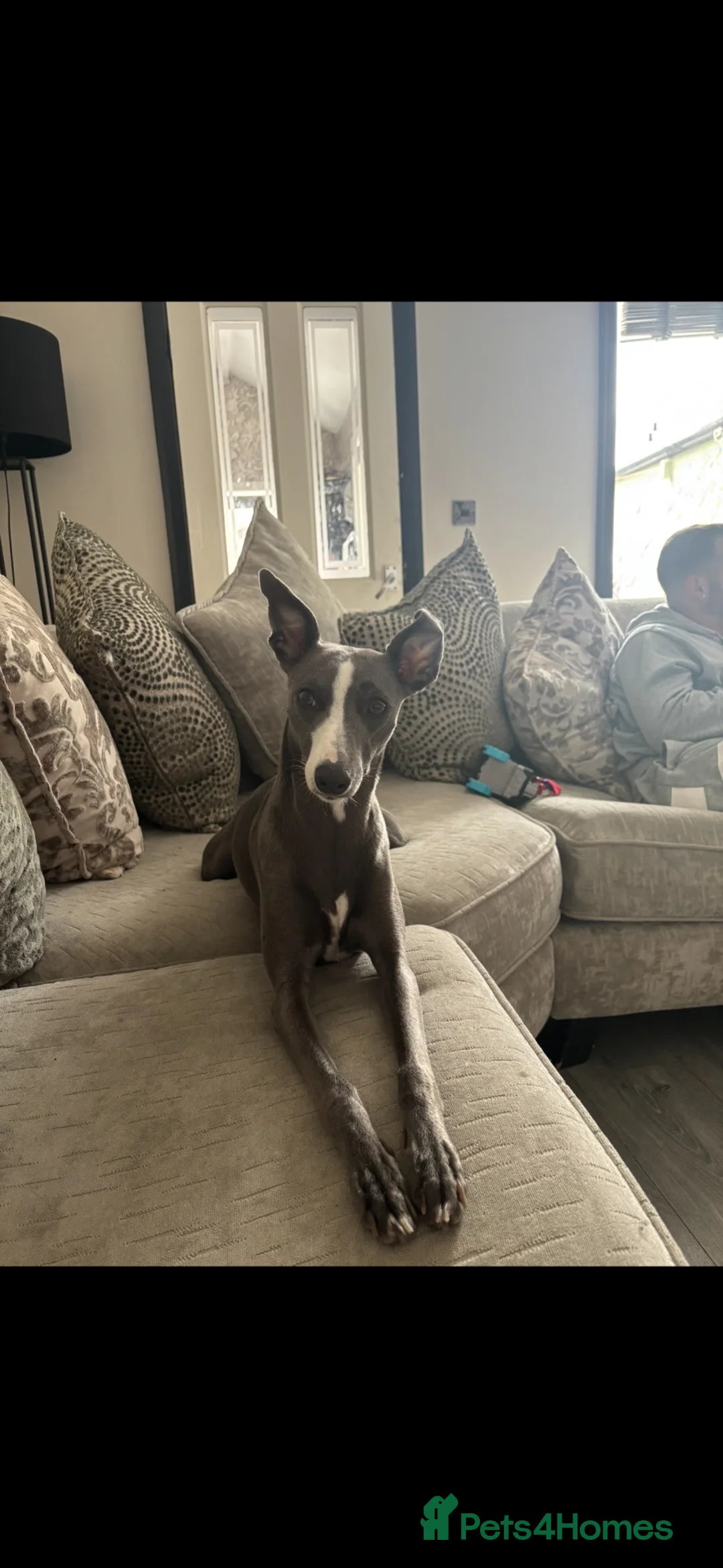 Mixed Breed dogs for sale: 🐾💕 2 Beautiful Whippet x Italian Greyhound Girls - Advert 1