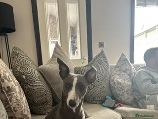 Mixed Breed dogs 🐾💕 2 Beautiful Whippet x Italian Greyhound Girls - Advert 4
