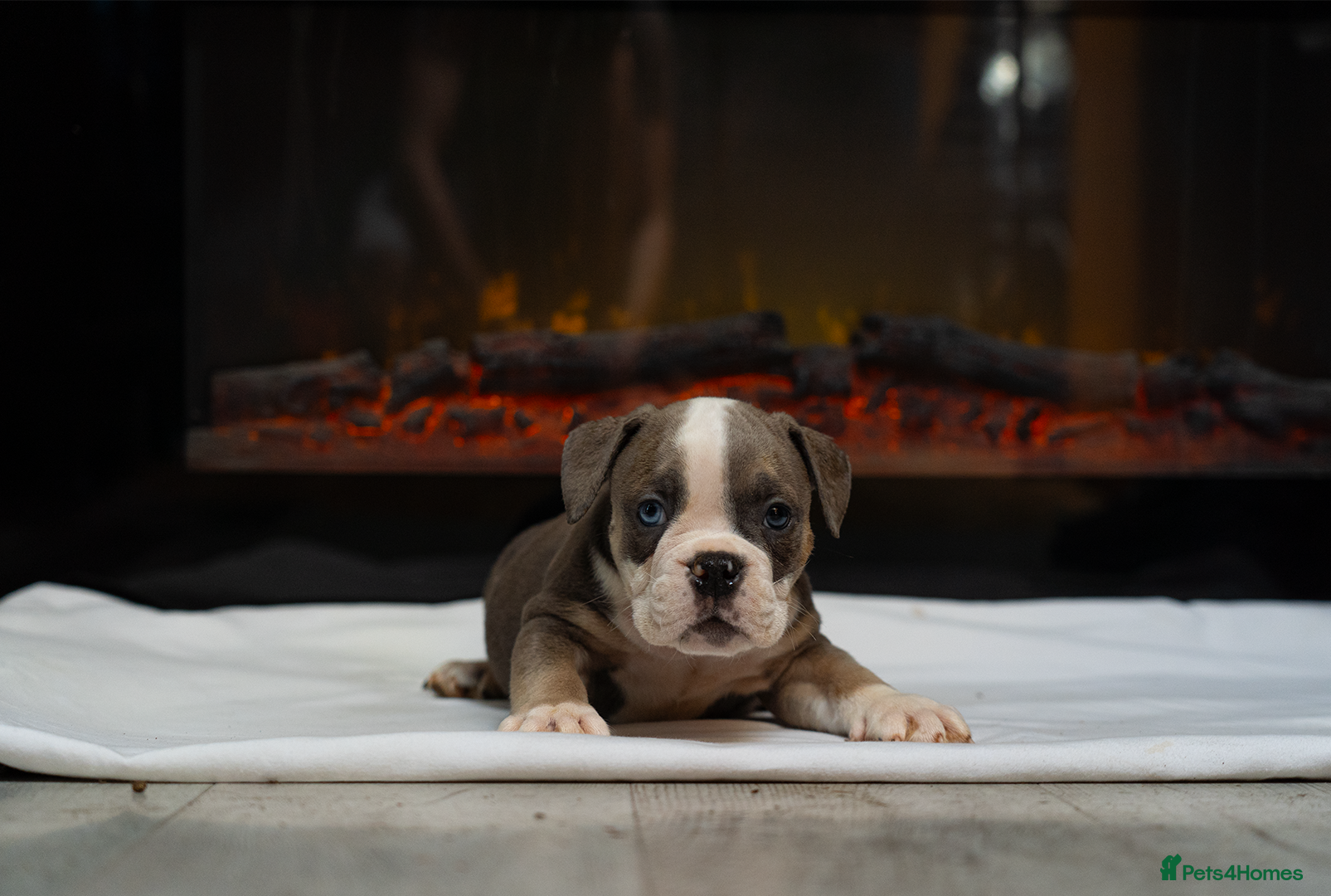 English Bulldog dogs for sale: English bulldogs PUPPIES only 4 pups left - Advert 9