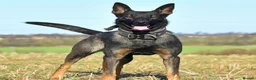 Belgian Shepherd Dog dogs for sale: EXCEPTIONAL WORKING LINE SHEPHERDS! - Advert 3
