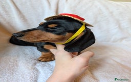 Miniature Dachshund dogs for sale: Ready to leave Miniature dachshunds cearphilly  - Image 17