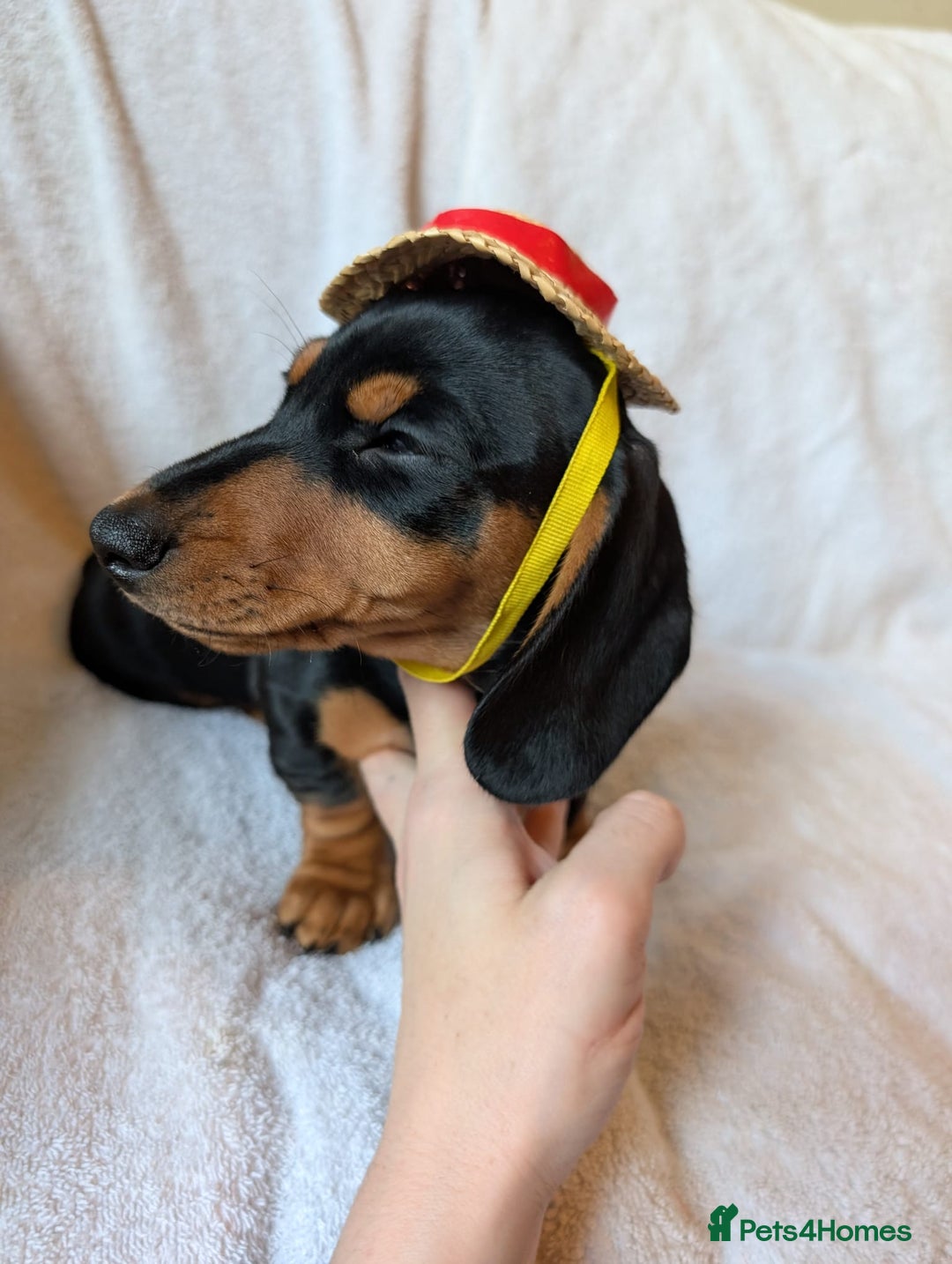 Miniature Dachshund dogs for sale: Ready to leave Miniature dachshunds cearphilly  - Image 17