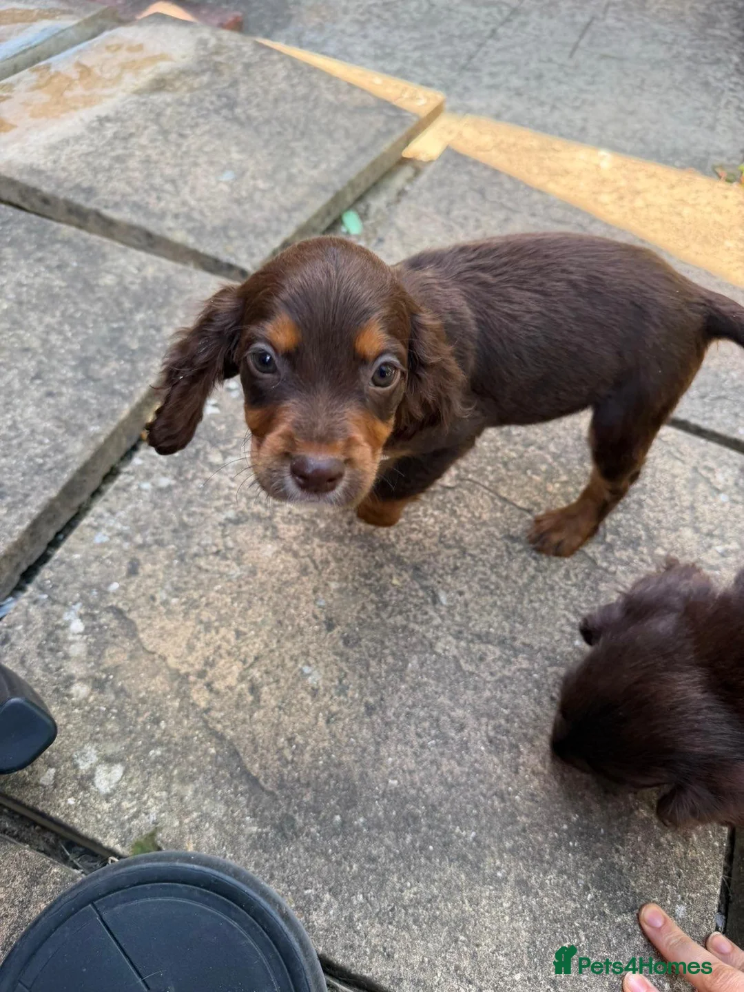 Cocker Spaniel dogs for sale: Working cocker spaniels  - Advert 2