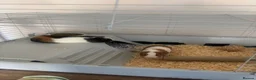 Guinea Pig rodents for sale: Two Sow Guinea Pigs & Cage - Advert 7