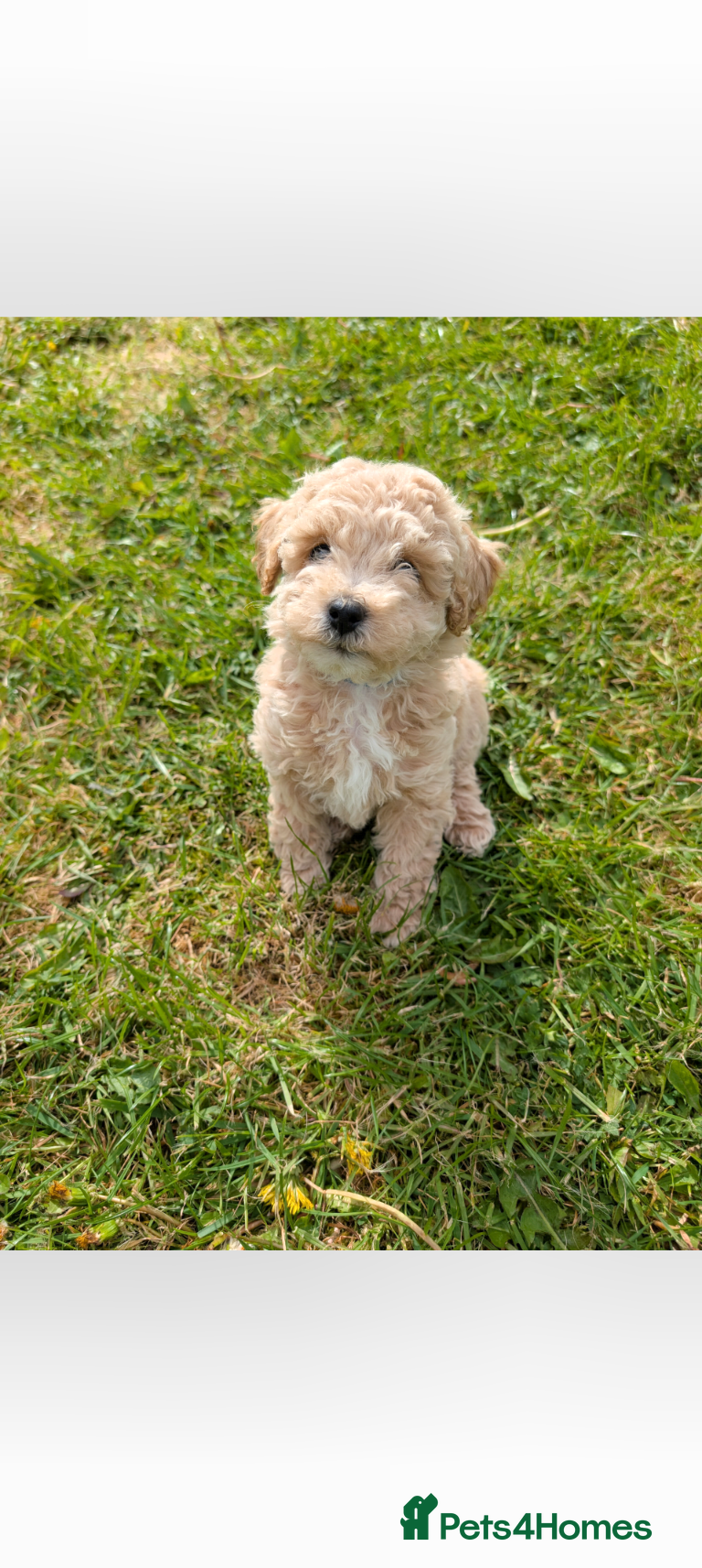 Poochon dogs Beautiful poochon puppies  - Advert 5