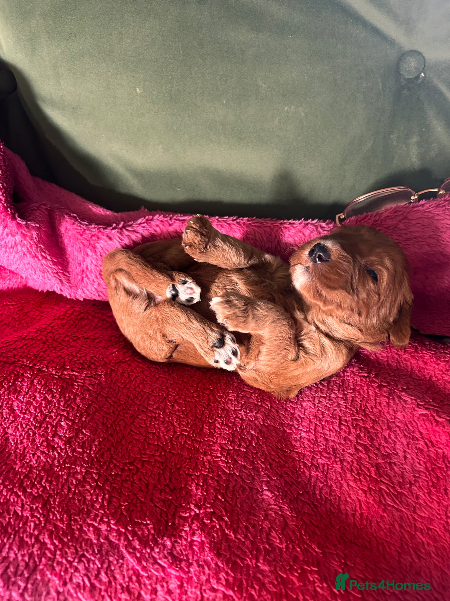 Australian Labradoodle dogs for sale: Australian labradoodle puppies  - Advert 13