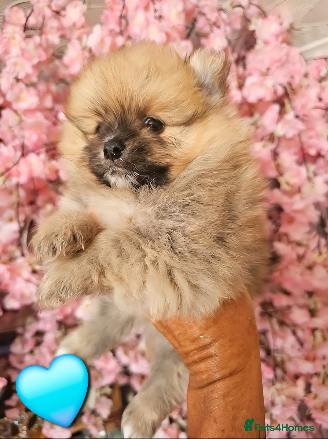 Pomeranian dogs for sale: Waaaaw #SUPERB #POMERANIAN's - Image 12