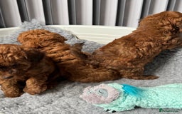 Toy Poodle dogs for sale: Kc reg toy poodle puppies - Image 11