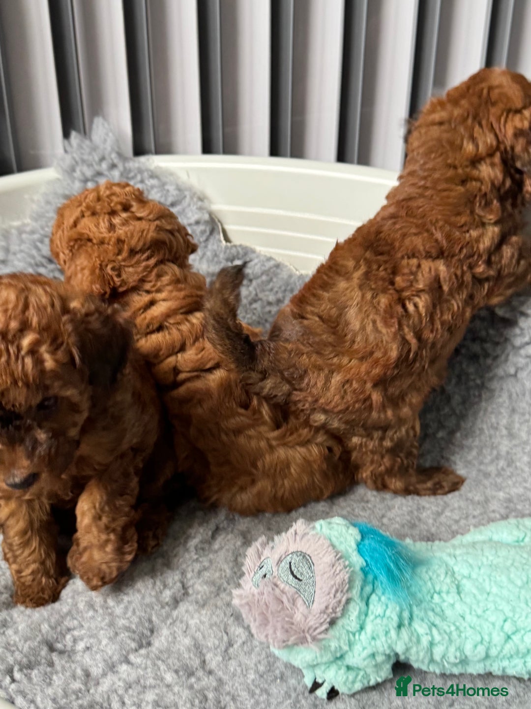 Toy Poodle dogs for sale: Kc reg toy poodle puppies - Image 11