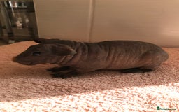 Guinea Pig rodents for sale: Super Skinny Pig Boars - Image 5