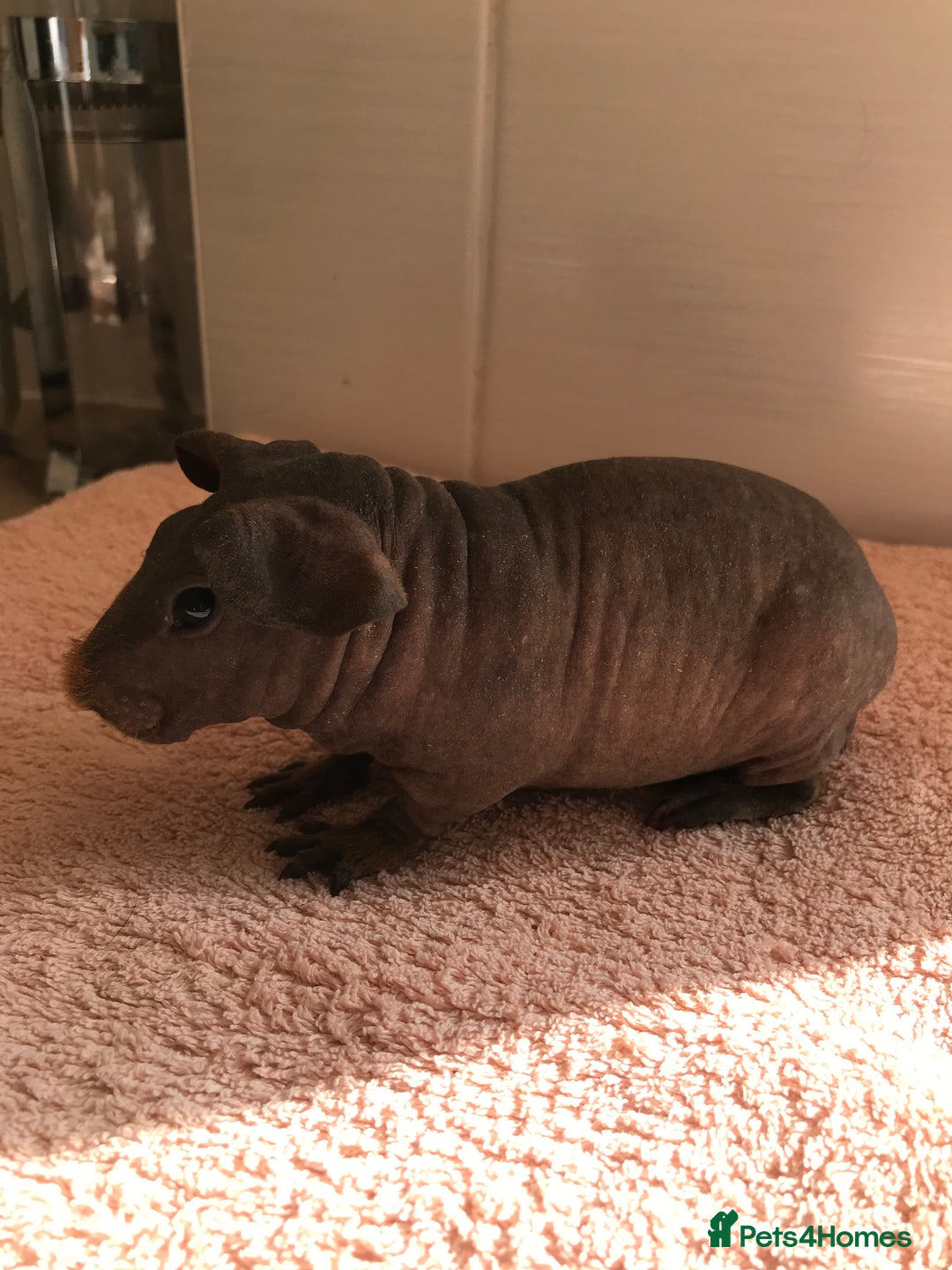 Guinea Pig rodents for sale: Super Skinny Pig Boars - Image 5