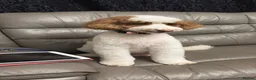 Mini Goldendoodle dogs for sale: Beautiful Mini Double Doodles  - Advert 3
