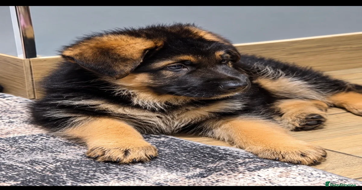 EXCEPTIONAL KC REG GERMAN SHEPHERD PUPPIES for sale in Macclesfield ...