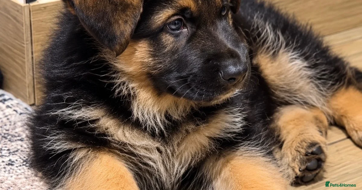Regulation Yy EXCEPTIONAL KC REG GERMAN SHEPHERD PUPPIES for sale in Macclesfield ...