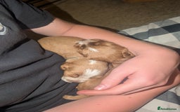 Cocker Spaniel dogs for sale: Working Cocker Spaniel Puppies  - Image 12