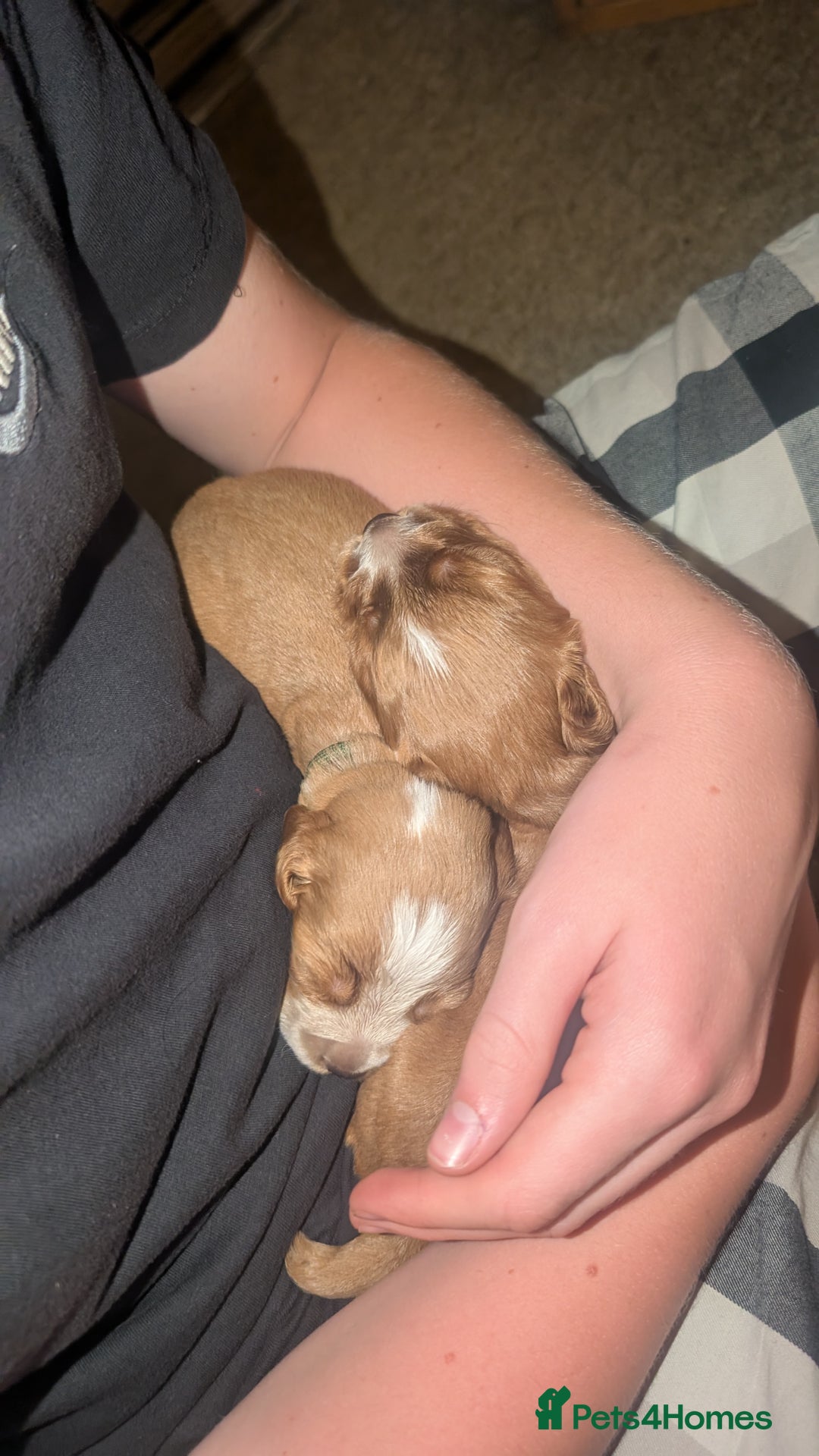 Cocker Spaniel dogs for sale: Working Cocker Spaniel Puppies  - Image 12