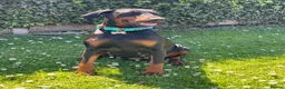 Dobermann dogs for sale: KC registered exclusive Dobermann puppies  in Wickford - Advert 23