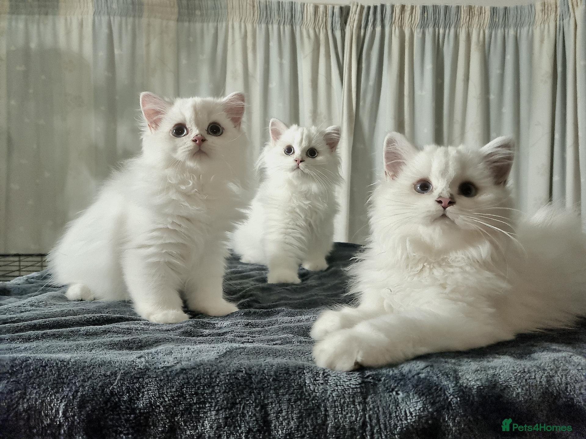 British Longhair cats  TICA registration BHL Black Silver Chinchilla - Advert 1