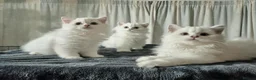 British Longhair cats for sale:  TICA registration BHL Black Silver Chinchilla - Advert 1