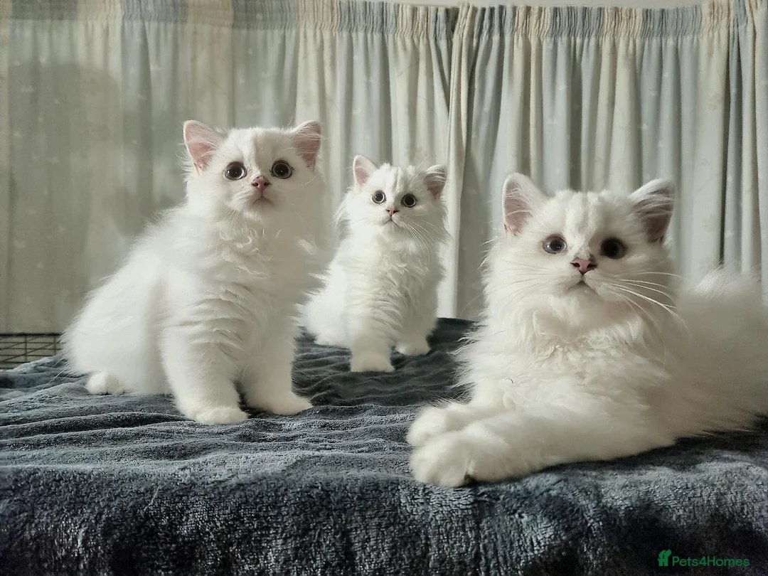 British Longhair cats for sale:  TICA registration BHL Black Silver Chinchilla - Advert 1