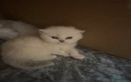 Persian cats for sale: 2 stunning pure pedigree Persian chinchilla kitten - Image 19