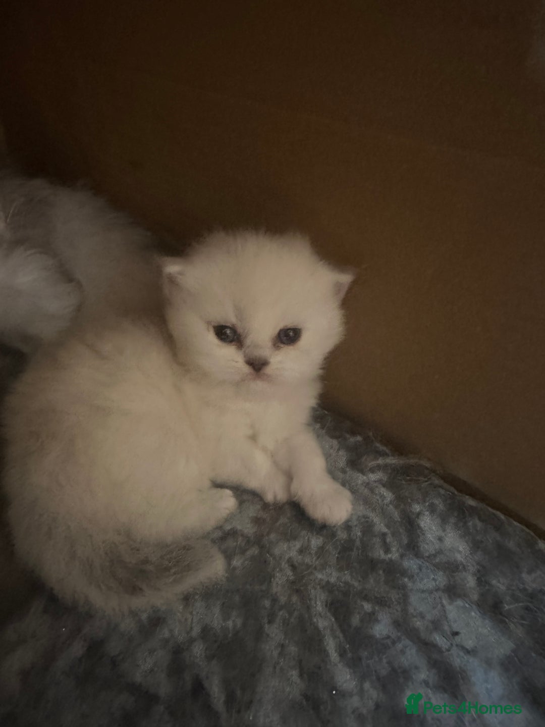 Persian cats for sale: 2 stunning pure pedigree Persian chinchilla kitten - Image 19